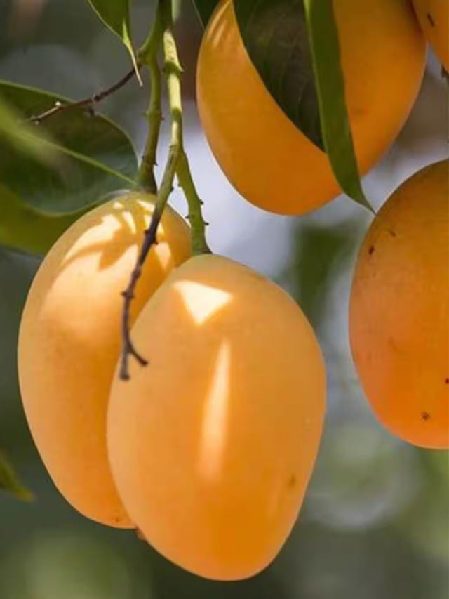 భారత్‌లో మామిడిపండ్లను ఎక్కువగా పండిచే రాష్ట్రం ఏదో తెలుసా!