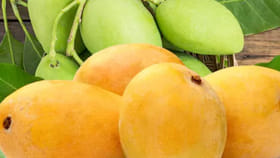 జ్యూసీగా, మంచి రుచిని ఇచ్చే దేశంలోని ఫేమస్ మామిడిపండ్లు ఇవే!