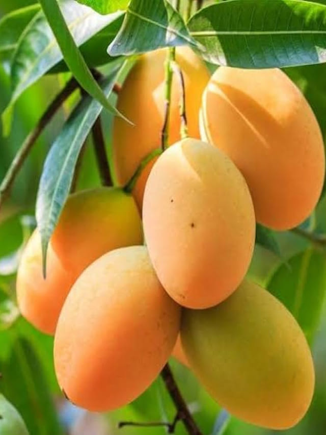 మామిడి పండ్లు తింటే మొటిమలొస్తాయా..?