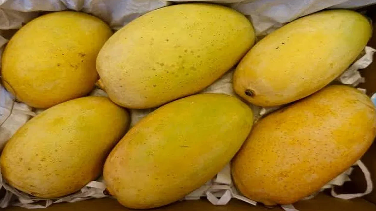 జీర్ణ సంబంధిత సమస్యలు: గ్యాస్, ఎసిడిటీ లేదా అజీర్తితో బాధపడేవారు మామిడి పండ్లను తినేటప్పుడు జాగ్రత్త వహించాలి. ముఖ్యంగా ఖాళీ కడుపుతో వీటిని తీసుకోవడం వల్ల కొందరిలో పొట్టలో అసౌకర్యం కలగవచ్చు.  జీర్ణక్రియ సమస్యలతో బాధపడేవారు, అలర్జీలు ఉన్నవారు మామిడి పండ్లను ఎంత తక్కువగా తింటే అంత మంచిది. 