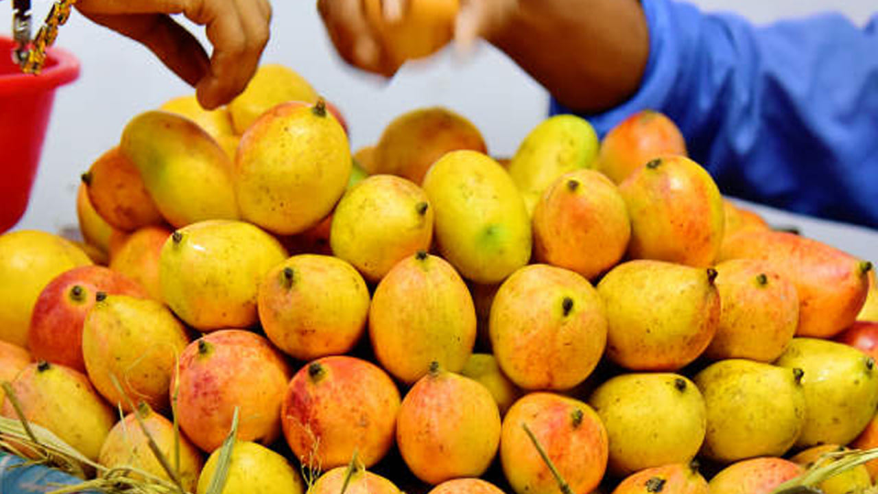 తోతాపురి మామిడి పండ్లు : ఏపీ, తమిళనాడులో ఎక్కువగా పండించే మామిడిపండ్లలో తోతాపురి మామిడి పండ్లు ఒక రకం. ఇవి కాస్త తీపిగా, కాస్త పులుపుగా ఉంటాయి. ఇవి తినడానికి, ఎక్కువగా ఊరగాయ పచ్చడి పెట్టుకోవడానికి ఉపయోగిస్తారు.