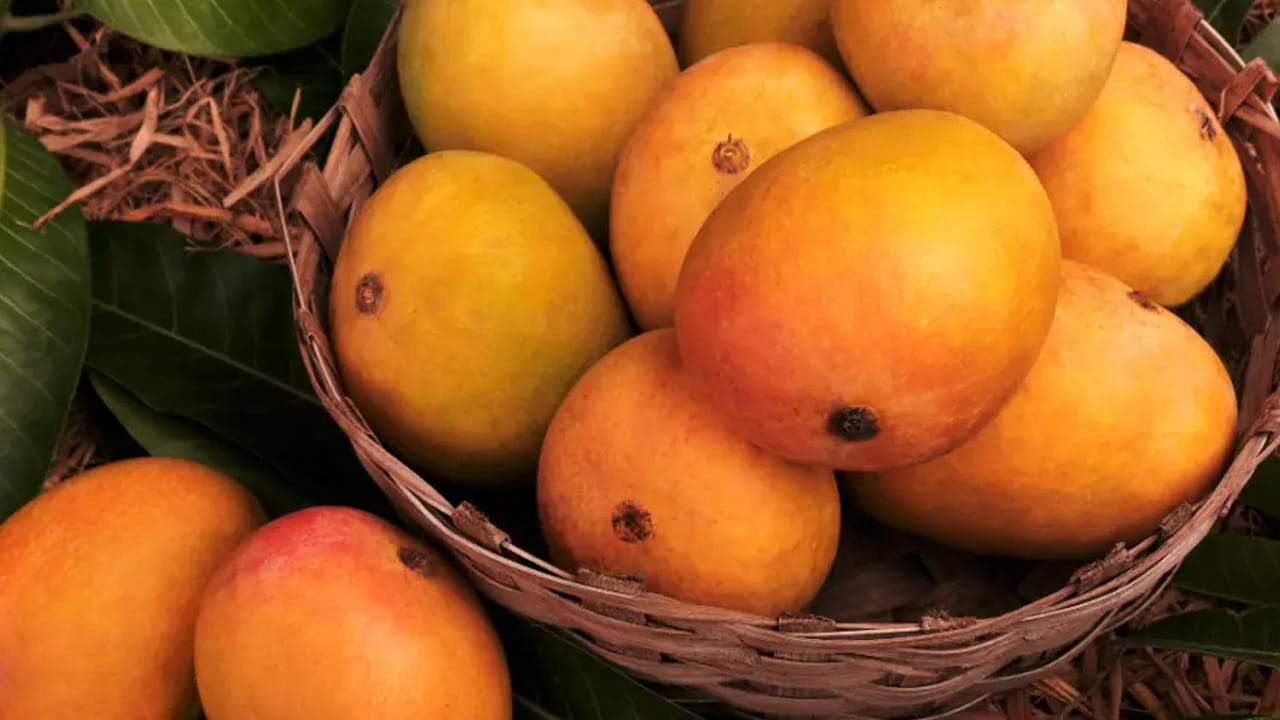 కీసర్ మామిడి పండ్లు : కీసర్ మామిడి పండ్లు భారత దేశంలో అత్యంత ప్రజాదరణ పొందిన వాటిలో ఒకటి. వీటిని గుజరాత్‌లోని గిర్ ప్రాంతంలో ఎక్కువగా పండిస్తారు. వీటి రుచి చాలా అద్భుతంగా ఉంటుంది. ఇవి పుసుపు రంగు మాత్రమే కాకుండా, కాస్త నారింజ రంగులో ఉంటాయి. వీటిని ఎక్కువగా స్వీట్ తయారికి ఉపయోగిస్తారు. ఎందుకంటే ఇవి చాలా తీపిగా ఉంటాయి.