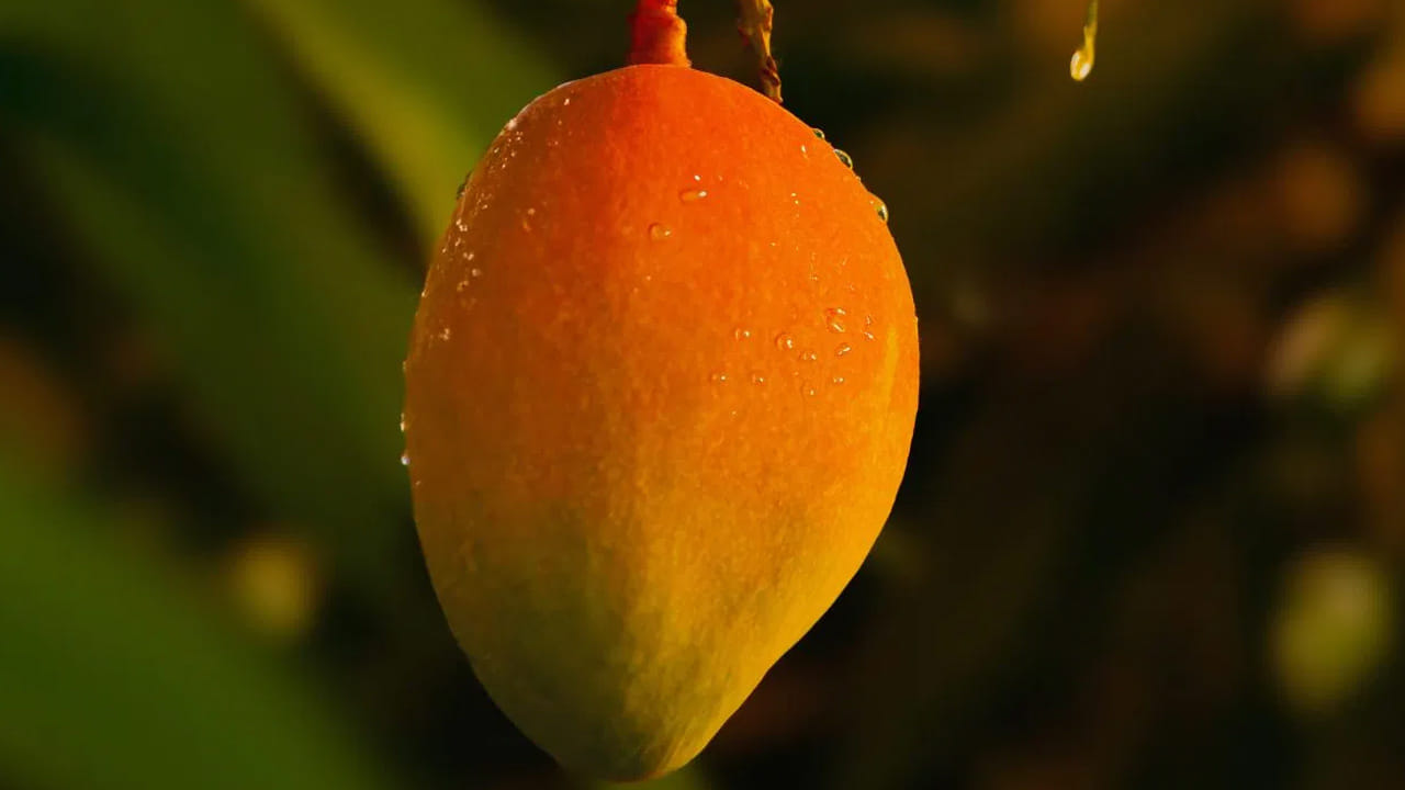 Mango