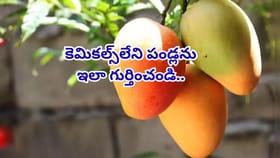 మామిడి పండ్లు కొంటున్నారా? తస్మాత్ జాగ్రత్త! కెమికల్స్‌లేని పండ్ల