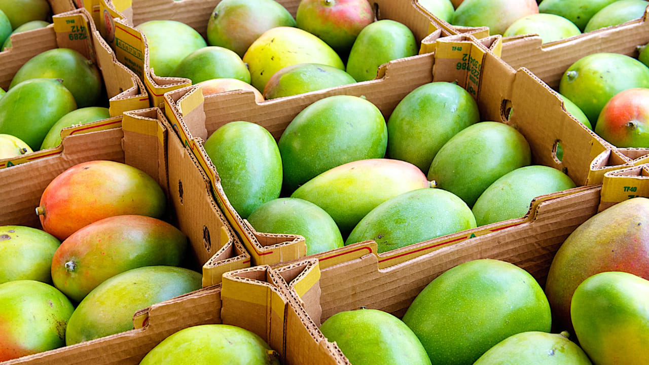 వేసవిలో మామిడి పండ్లకు ఉండే గిరాకీని ఆసరాగా చేసుకుని, వ్యాపారులు క్యాల్షియం కార్బైడ్ (Calcium Carbide) ఉపయోగించి కాయలను రాత్రికి రాత్రే పండిస్తున్నారు. సాధారణంగా మామిడి కాయలు పక్వానికి రావడానికి కొన్ని రోజుల సమయం పడుతుంది. కానీ క్యాల్షియం కార్బైడ్ అనే రసాయనాన్ని వాడటం వల్ల కేవలం కొన్ని గంటల్లోనే కాయలు పండుగా మారిపోతాయి. ఈ కార్బైడ్ విడుదల చేసే అసిటిలిన్ వాయువు వల్ల పండు రంగు మారుతుంది కానీ, అందులో సహజమైన తీపి, సువాసన ఉండవు.