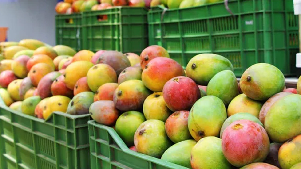 ఆరోగ్య సమస్యలు: ఇలాంటి పండ్లు తినడం వల్ల వాంతులు, విరేచనాలు, కడుపులో మంట వంటి తక్షణ సమస్యలతో పాటు దీర్ఘకాలంలో నాడీ వ్యవస్థ దెబ్బతినడం, చర్మ వ్యాధులు, క్యాన్సర్ వంటి ప్రాణాంతక వ్యాధులు వచ్చే అవకాశం ఉంది.