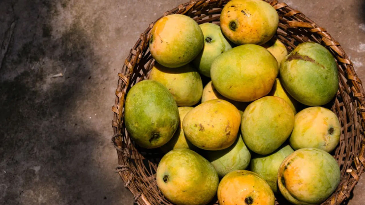 బరువు పెరగడం (Obesity): మామిడిలో కేలరీలు ఎక్కువగా ఉంటాయి. బరువు తగ్గాలని ప్రయత్నించే వారు లేదా ఇప్పటికే అధిక బరువు ఉన్నవారు మామిడి పండ్లను ఎక్కువగా తింటే బరువు మరింత పెరిగే అవకాశం ఉంది. కాబట్టి బరువు తగ్గాలనుకునే వారు మామిడి పండ్ల వినియోగాన్ని పరిమితం చేయాలి. 