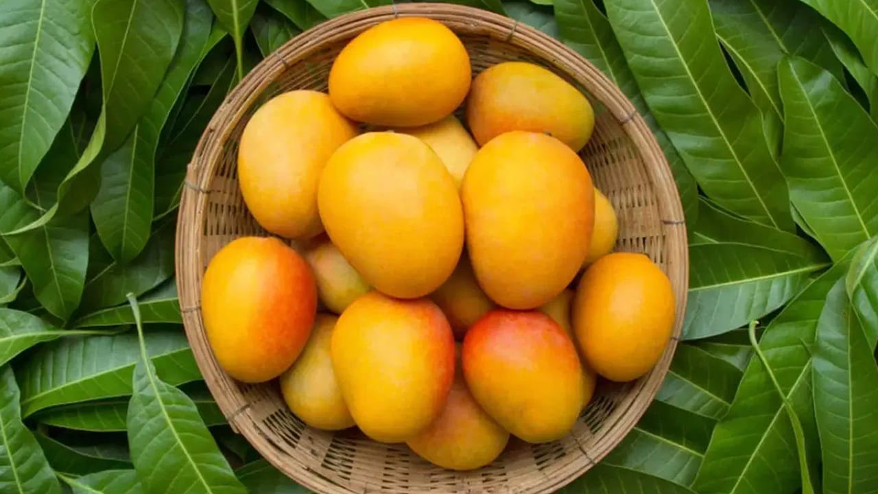 మామిడి పండ్లను ఎలా తినాలి?: మామిడి పండ్లను తినడానికి సరైన పద్ధతి ఒకటి ఉంది. వీటిని తినడానికి ముందు కనీసం 1 నుండి 2 గంటల పాటు నీటిలో నానబెట్టాలి. ఇలా చేయడం వల్ల మామిడిలోని ఉష్ణ తత్వం (వేడి చేసే గుణం) తగ్గుతుంది. ఇది శరీరానికి మేలు చేస్తుంది. రుచి బాగుందని అతిగా తినకుండా, మీ ఆరోగ్య స్థితిని బట్టి తగిన మోతాదులో తీసుకుంటే సీజన్ పండు ఆనందాన్ని పొందవచ్చు. ఏదైనా సందేహం ఉంటే మీ డాక్టర్ ను సంప్రదించడం మంచిది.