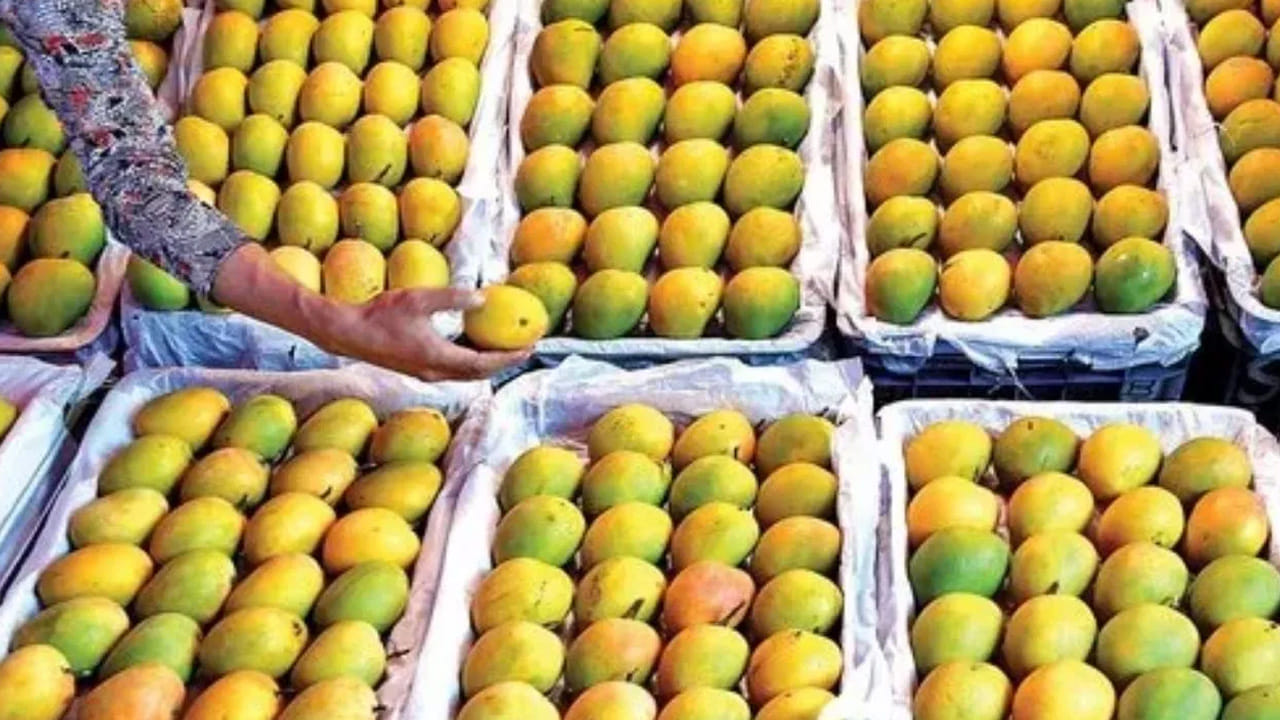 అలర్జీలు: కొందరికి మామిడి పండ్ల వల్ల అలర్జీ రావచ్చు. దీనిని తిన్న తర్వాత నోటి చుట్టూ దురద, గొంతులో మంట లేదా చర్మంపై దద్దుర్లు కనిపిస్తే వెంటనే మామిడి పండ్లను తినడం ఆపేయాలి. అతి సర్వత్ర వర్జయేత్ అన్నట్లుగా, ఏదైనా పరిమితికి మించి తీసుకుంటే అది ఆరోగ్యానికి హాని కలిగిస్తుంది. మామిడి పండ్ల విషయంలో కూడా ఇదే వర్తిస్తుంది. 