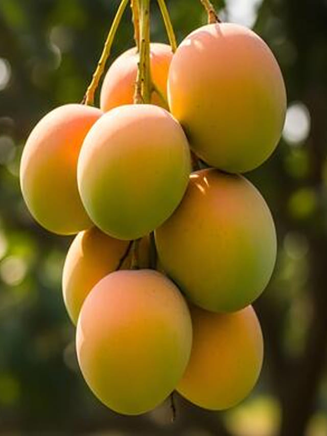 మామిడి పండ్లు తిన్న వెంటనే నీళ్లు తాగొద్దు! ఎందుకంటే..