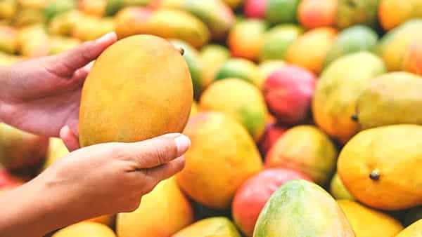 మామిడి పండ్లు కొంటున్నారా? కార్బైడ్తో మాగబెట్టిన పండ్లను ఎలా గుర్తించాలంటే..