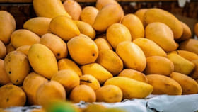 సీజన్ వచ్చేసింది.. మార్కెట్‌లో కల్తీ మామిడి పండ్లను ఇలా గుర్తించం