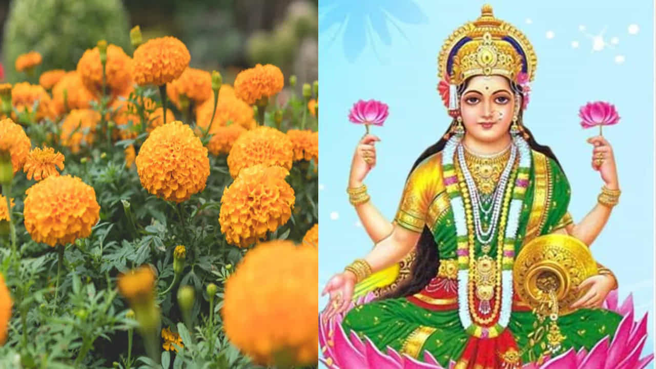 Lucky Plants For Wealth: హిందూ సంప్రదాయంలో వాస్తు శాస్త్రానికి అత్యంత ప్రాధాన్యత ఉంది. ఇంటి నిర్మాణంతోపాటు చాలా విషయాలను వాస్తు ప్రకారం చేస్తుంటారు. ఇక, వాస్తు శాస్త్రం ప్రకారం పసుపు రంగు హిందూ సంప్రదాయంలో శుభప్రదత, ఆనందం, సంపద, శ్రేయస్సుకు ప్రతీకగా భావించబడుతుంది. అందుకే దేవతల పూజలో పసుపు పువ్వులకు ప్రత్యేక స్థానం ఉంది. కొన్ని దేవతల ఆరాధనలో ఈ రంగు లేకపోతే పూజ అసంపూర్ణంగా భావిస్తారు. పసుపు బంతి పువ్వులు సూర్యోదయాన్ని సూచిస్తే, నారింజ బంతి పువ్వులు సూర్యాస్తమయాన్ని గుర్తుకు తెస్తాయి. పసుపు పువ్వులు విష్ణుమూర్తి, లక్ష్మీదేవికి అత్యంత ప్రియమైనవిగా చెప్పబడుతుంది. సరైన దిశలో బంతి మొక్కను నాటడం వల్ల ఇంటిలో సానుకూల శక్తి ప్రవాహం పెరుగుతుందని వాస్తు చెబుతోంది.
