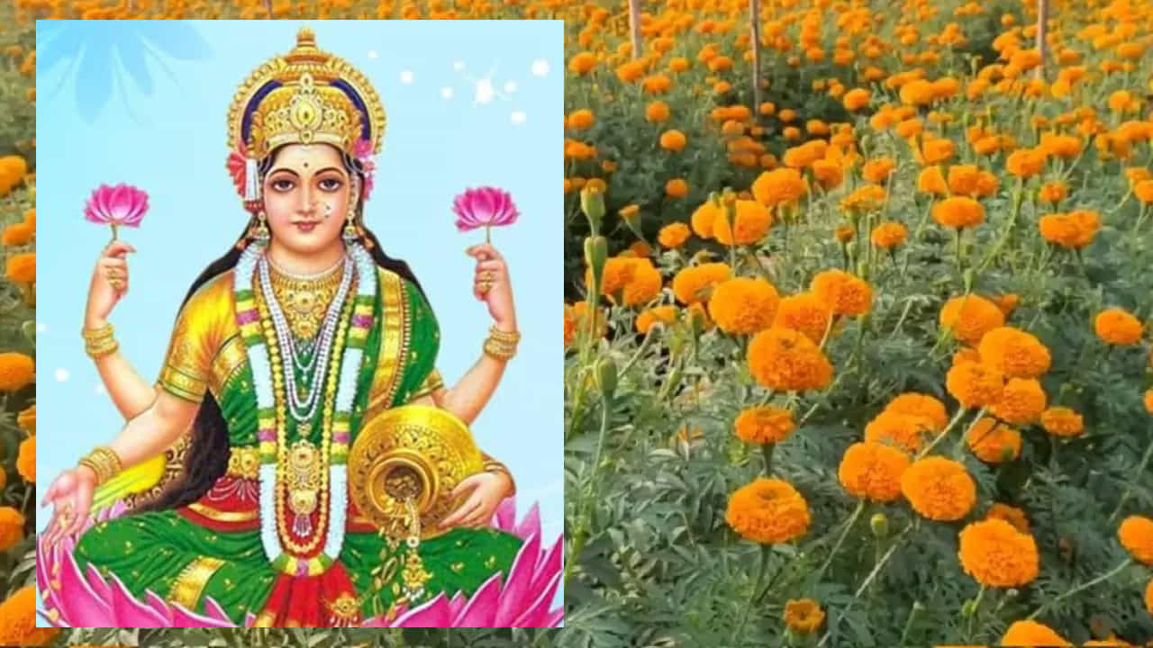ఇంకా ఒక ముఖ్యమైన విషయం.. ఇంటి ప్రధాన ద్వారం వద్ద బంతి పూలతో తయారుచేసిన దండను ఉంచడం చాలా శుభప్రదంగా భావిస్తారు. ఇది ఇంట్లోకి సానుకూల శక్తి ప్రవేశించేందుకు సహాయపడుతుంది.
(Disclaimer: ఈ వార్తలోని సమాచారం వాస్తు శాస్త్రం, మత విశ్వాసాలపై ఆధారపడి ఉంది. పాఠకుల ఆసక్తి మేరకు అందించడం జరిగింది. దీనిని టీవీ9 తెలుగు ధృవీకరించదు.)