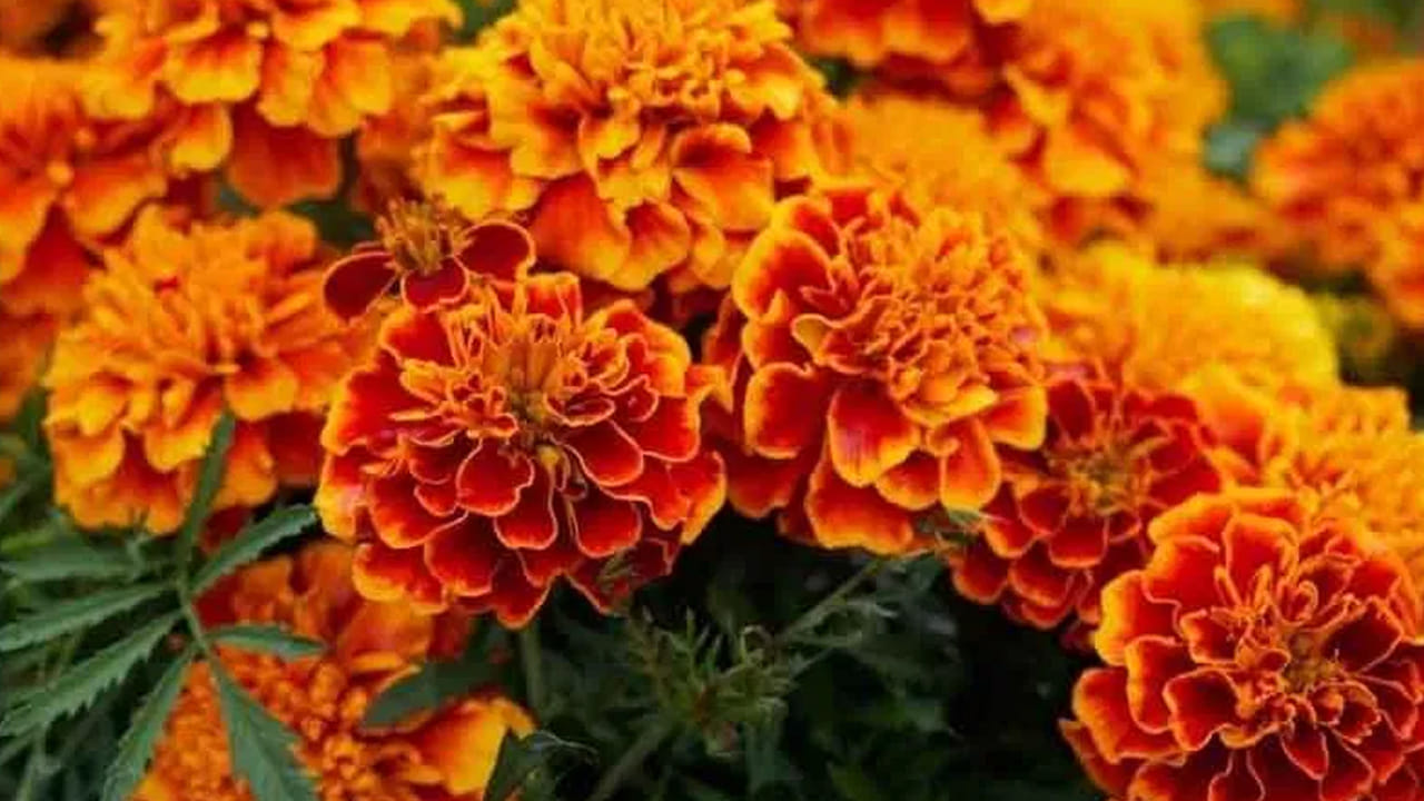 
ఇంట్లో బంతి పూలు నాటడం వల్ల ప్రయోజనాలు.. 

ఇంట్లో బంతి మొక్కను నాటడం వలన వాతావరణం శుభ్రంగా మారుతుంది. దాని సువాసన మనసుకు ప్రశాంతతను ఇచ్చి ఒత్తిడిని తగ్గిస్తుంది. సరైన ప్రదేశంలో నాటితే దుష్టశక్తులు, ప్రతికూల శక్తి ప్రవేశించకుండా కాపాడుతుందని నమ్మకం. పూజలో బంతి పువ్వులను ఉపయోగించడం వలన ఆర్థిక అడ్డంకులు తొలగి, కొత్త అవకాశాలు కలుగుతాయని భావిస్తారు. ముఖ్యంగా పసుపు బంతి పువ్వు గురు గ్రహానికి ప్రతీకగా ఉండటంతో జ్ఞానం, గౌరవం, కీర్తి పెరుగుతాయని అంటారు.