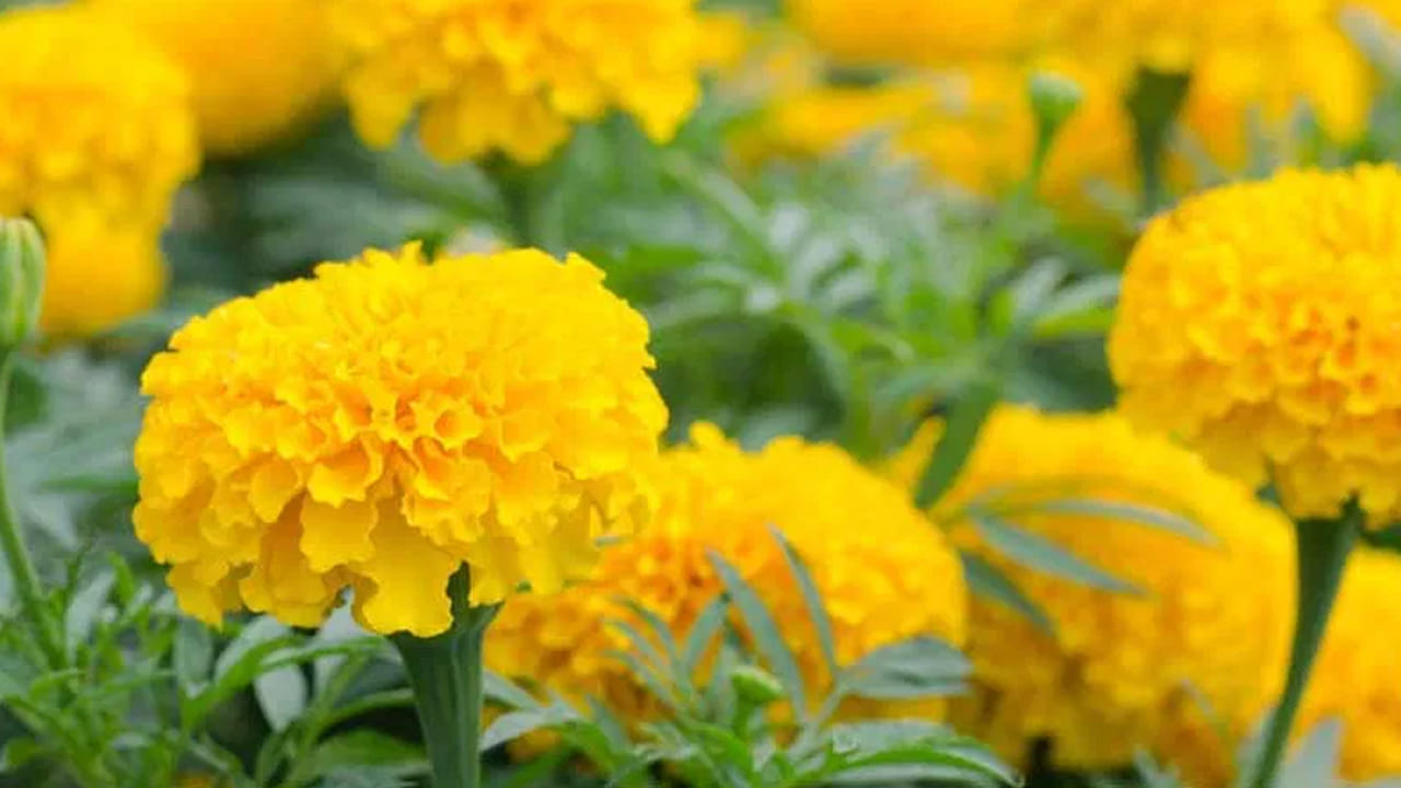 
బంతి మొక్కను నాటేందుకు సరైన దిశ.. 

వాస్తు ప్రకారం ఈశాన్య దిశ దేవతలకు సంబంధించిన పవిత్ర స్థలం. కాబట్టి ఈ దిశలో బంతి మొక్కను నాటడం అత్యుత్తమం. ఇది ఇంట్లో శాంతి, ఆనందం, సంపదను తీసుకువస్తుంది. ఈశాన్యంలో స్థలం లేకపోతే ఉత్తరం లేదా తూర్పు దిశలు కూడా అనుకూలమైనవే. ఈ దిశలు సానుకూల శక్తి ప్రవాహానికి సహాయపడతాయి.