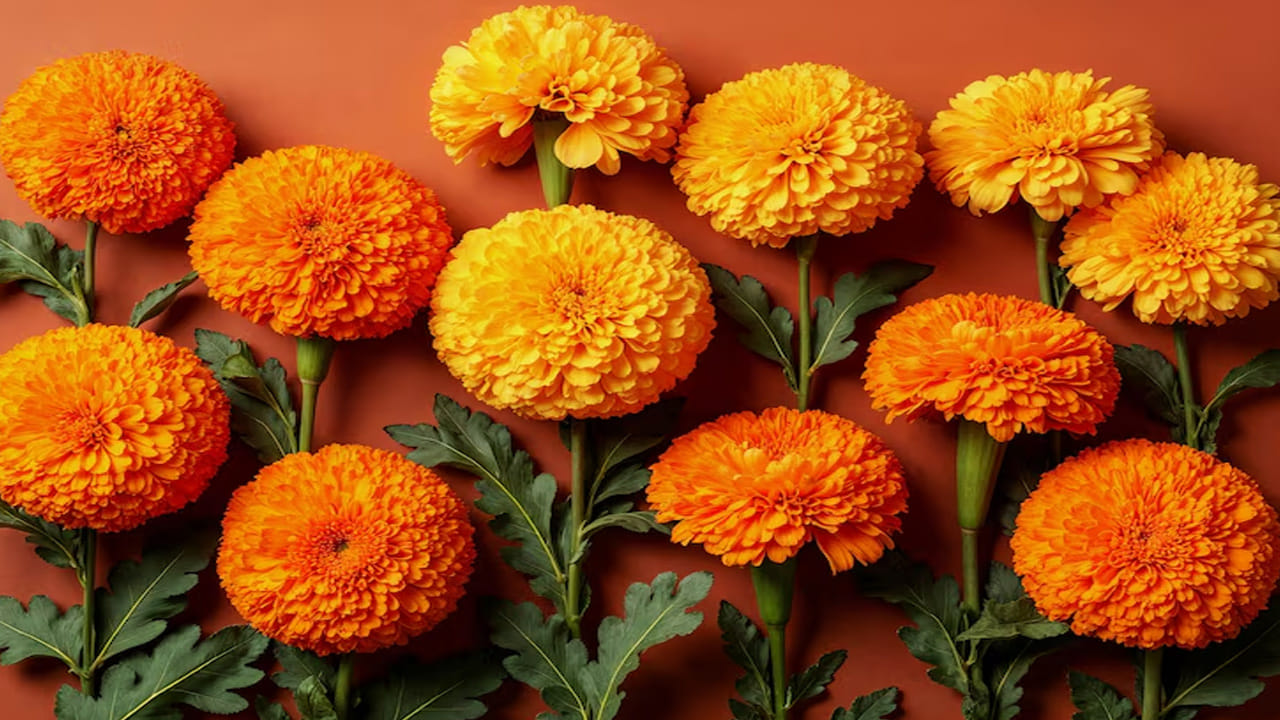 వినాయకుడు (బుధవారం): వినాయకుడికి బంతి పూలు అంటే చాలా ఇష్టం. బుధవారాల్లో గణేశుడిని పూజించి, బంతి పువ్వులను సమర్పించండి. గణేశుడు అత్యంత సంతోషిస్తాడు. ఇది జీవితంలో ఆనందాన్ని, శ్రేయస్సును తెస్తుంది. మీకు జ్ఞానమనే వరం లభిస్తుంది. మీ పనిలోని అడ్డంకులు తొలగిపోతాయి. గణేశుడికి బంతి పువ్వులను సమర్పించడం అనేది ఆర్థిక ఇబ్బందులను అధిగమించడానికి ఒక సులభమైన మార్గం.  బుధవారం నాడు గణపతిని బంతి పూలతో పూజిస్తే విద్యాబుద్ధులు లభిస్తాయి. వ్యాపారంలో లేదా ఉద్యోగంలో ఎదురయ్యే ఆటంకాలు తొలగిపోయి విజయం లభిస్తుంది.