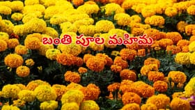 బంతి పూల మహిమ..ఈ దేవతలకు సమర్పిస్తే కష్టాలన్నీ తీరిపోతాయట..
