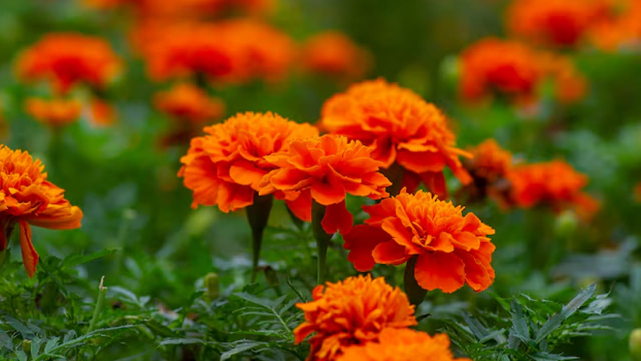 శుభకార్యాల్లో ప్రాముఖ్యత: ఇంట్లో ఏదైనా ఫంక్షన్ ఉన్నా లేదా పండుగ వచ్చినా గుమ్మానికి బంతి పూల తోరణాలు కడతారు. ఇది కేవలం అలంకరణ మాత్రమే కాదు, ఇంటికి వచ్చే ప్రతికూల శక్తిని అడ్డుకుని, సానుకూలతను నింపడానికి తోడ్పడుతుంది. దేవుడికి భక్తితో ఒక చిన్న బంతి పువ్వు సమర్పించినా అది మీ జీవితంలో పెద్ద మార్పు తీసుకువస్తుంది. అందుకే మీ దైనందిన పూజలో ఈ పవిత్రమైన పూలను ఉపయోగించండి.