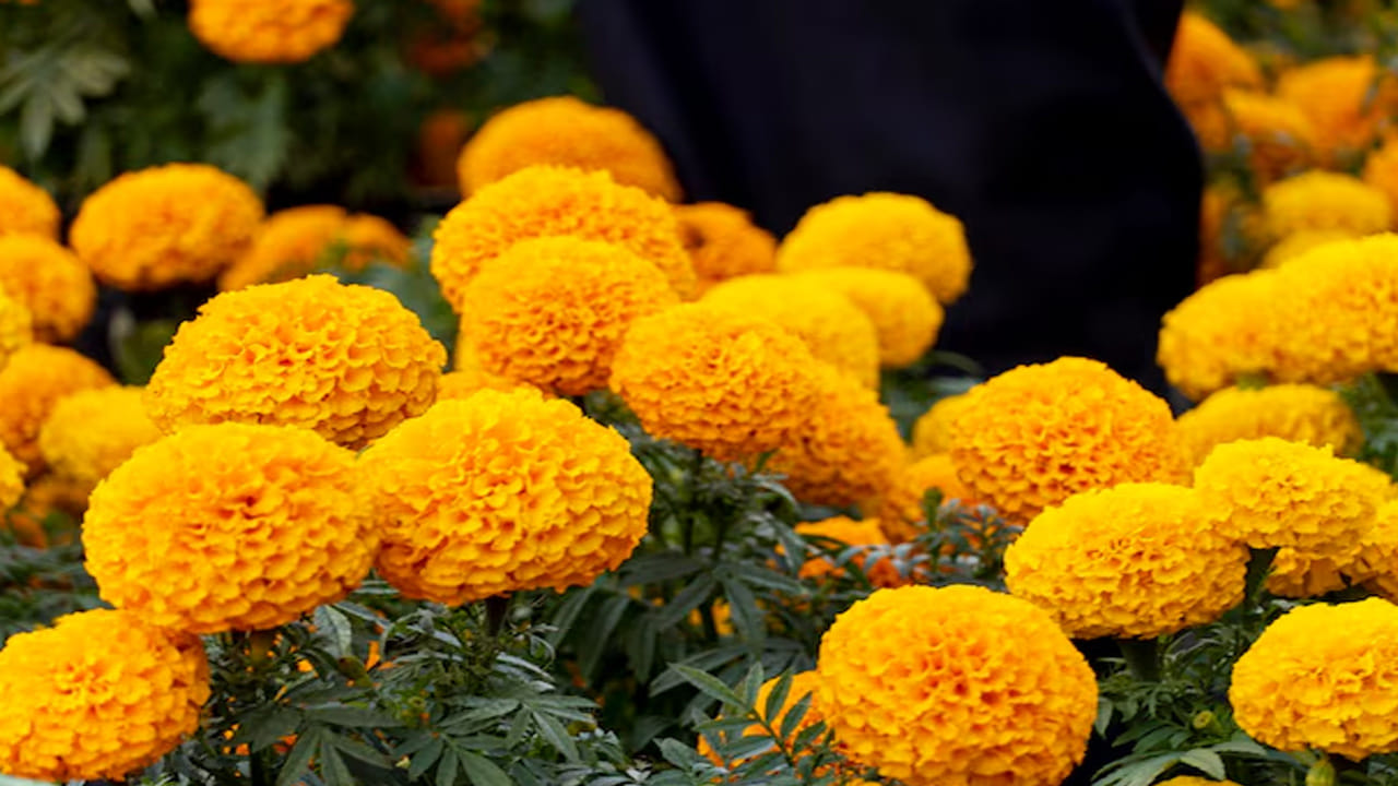 మహావిష్ణువు (గురువారం): విష్ణుమూర్తికి పసుపు రంగు అంటే పరమ ప్రీతి. గురువారం నాడు విష్ణువుకు బంతి పూలు అర్పించడం వల్ల కుటుంబంలో ప్రశాంతత నెలకొంటుంది మరియు సంతాన ప్రాప్తి కలుగుతుందని నమ్ముతారు. గురువారం నాడు శ్రీ హరివిష్ణువు విగ్రహం ముందు పసుపు రంగు బంతిపూలను సమర్పించండం చాలా శుభప్రదంగా భావిస్తారు.