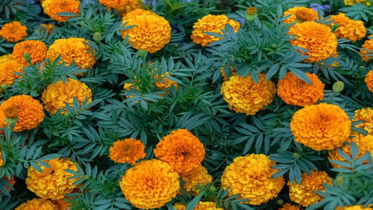 లక్ష్మీదేవి (శుక్రవారం): లక్ష్మీదేవికి బంతిపూలను సమర్పించడం వల్ల జీవితంలో సానుకూలత ఏర్పడి, ధన సంపాదనకు అనేక మార్గాలు తెరుచుకుంటాయి. లక్ష్మీదేవికి తాజా బంతి పువ్వులను సమర్పించడం వల్ల కుటుంబ ఆర్థిక పరిస్థితి బలపడుతుంది. లక్ష్మీదేవికి బంతి పూల మాలలు సమర్పించడం వల్ల ఇంట్లో ధన ప్రవాహం పెరుగుతుంది. ముఖ్యంగా శుక్రవారం నాడు ఈ పూలతో పూజించడం వల్ల దారిద్య్రం తొలగిపోయి ఐశ్వర్యం సిద్ధిస్తుంది.