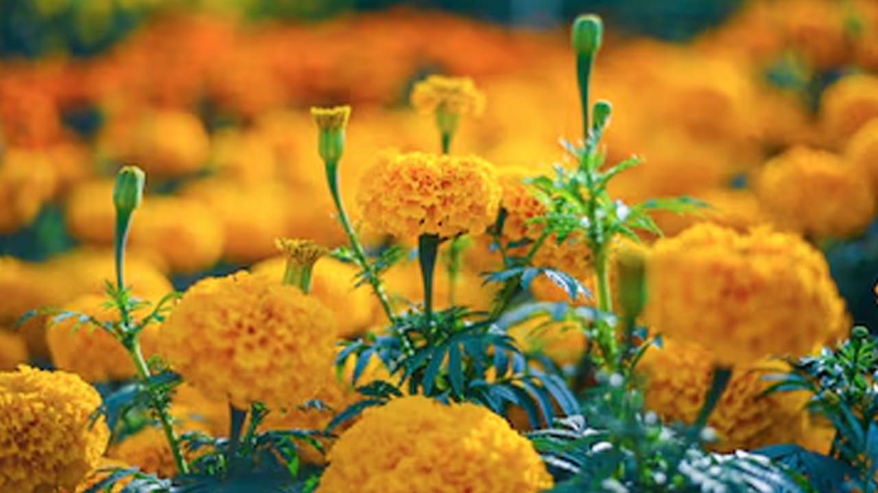 జ్యోతిష్య శాస్త్రం ప్రకారం, పసుపు రంగు బృహస్పతి (Jupiter) గ్రహంతో ముడిపడి ఉంది. ఈ పూలు ముఖ్యంగా వినాయకుడు, లక్ష్మీదేవి, విష్ణుమూర్తికి అత్యంత ప్రీతికరమైనవి. బుధవారం నాడు గణపతికి బంతి పూలు సమర్పించడం వల్ల బుద్ధి వికాసం చెందుతుందని, పనుల్లో ఆటంకాలు తొలగిపోతాయని అంటారు.. శుక్రవారం లక్ష్మీదేవికి ఈ పూలు అర్పించడం వల్ల ఆర్థిక స్థితి మెరుగుపడుతుందని, గురువారం విష్ణుమూర్తికి సమర్పించడం వల్ల జ్ఞానం, సంతాన సుఖం కలుగుతాయని జ్యోతిశాస్త్రం చెబుతోంది. ఏ శుభకార్యమైనా నిర్విఘ్నంగా సాగడానికి బంతి పూల మాలలు అలంకరించడం ఆనవాయితీగా వస్తోంది. 