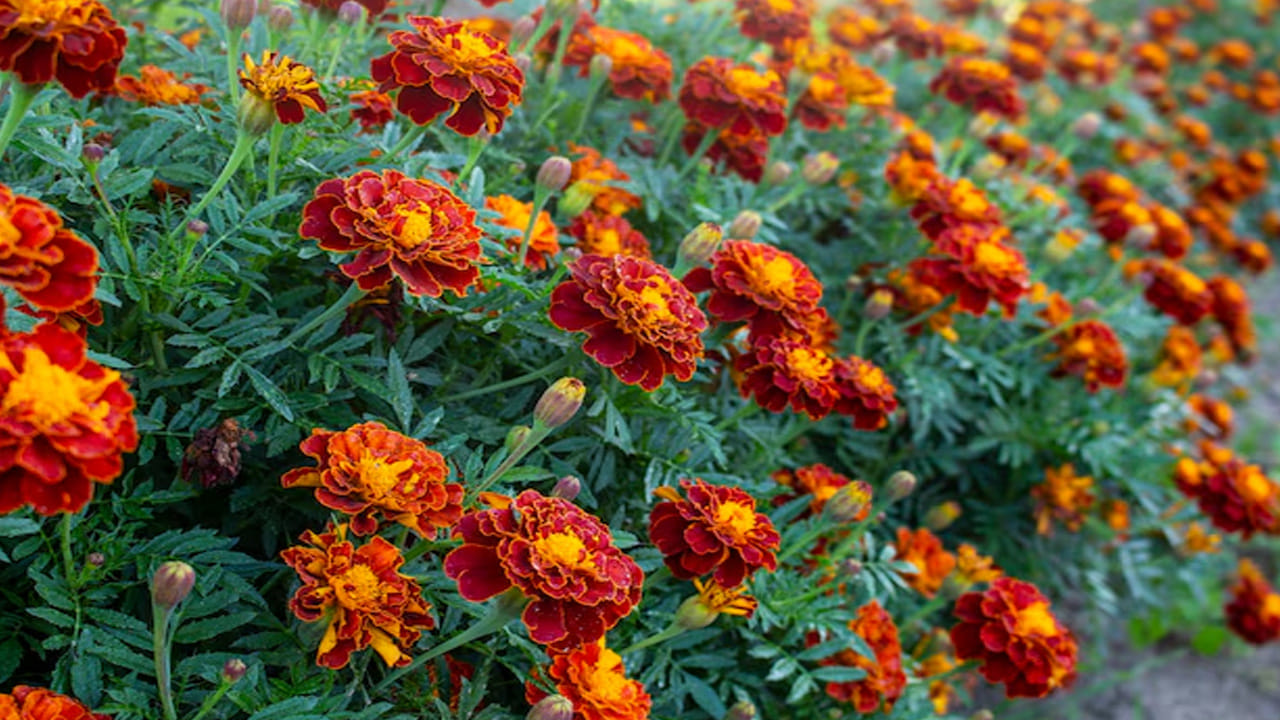 Marigold Flowers