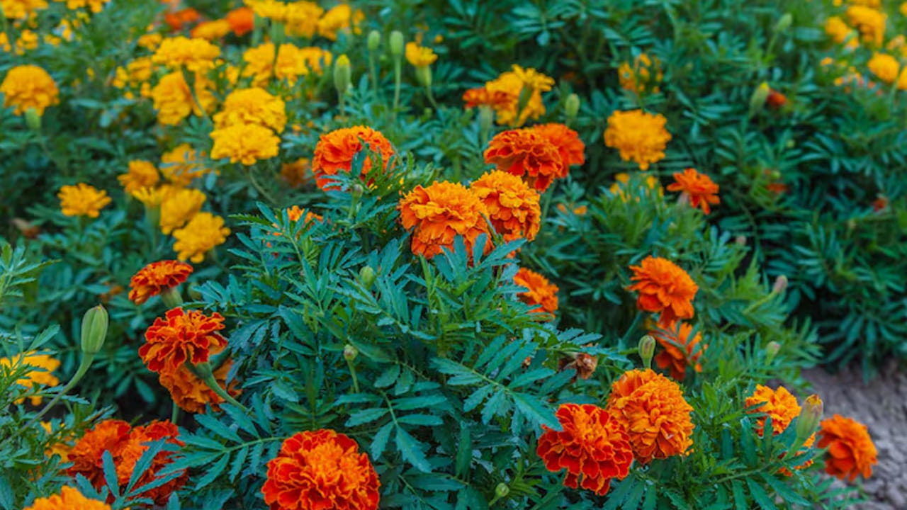 Marigold