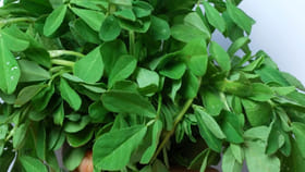 ఇది మాములూ ఆకుకూర కాదు.. ఏడాది పొడవునా ఫ్రెష్‌గా..