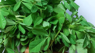 ఇది మాములూ ఆకుకూర కాదు.. ఏడాది పొడవునా ఫ్రెష్‌గా ఉంటుంది.. ఎలాగంటే?