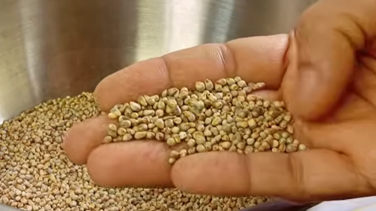 ఆ తరవాత దీనిలో రెండు పచ్చిమిర్చి, మూడు ఎండు మిర్చి, అల్లం పేస్ట్ , కరివేపాకు ఆకులు వేసి బాగా వేయించాలి. ఇప్పుడు దీనిలో నీళ్లు పోసి వాటిని బాగా మరిగించాలి.
