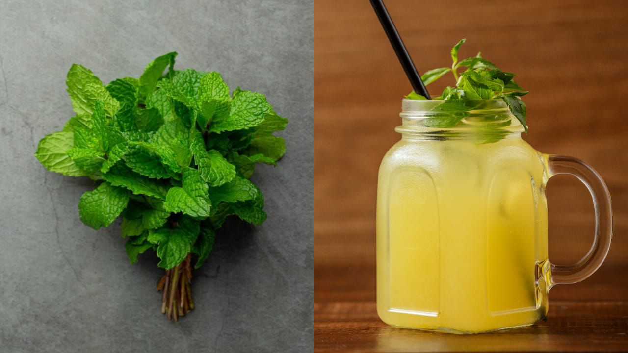 Mink Leaves Benefits In Summer2