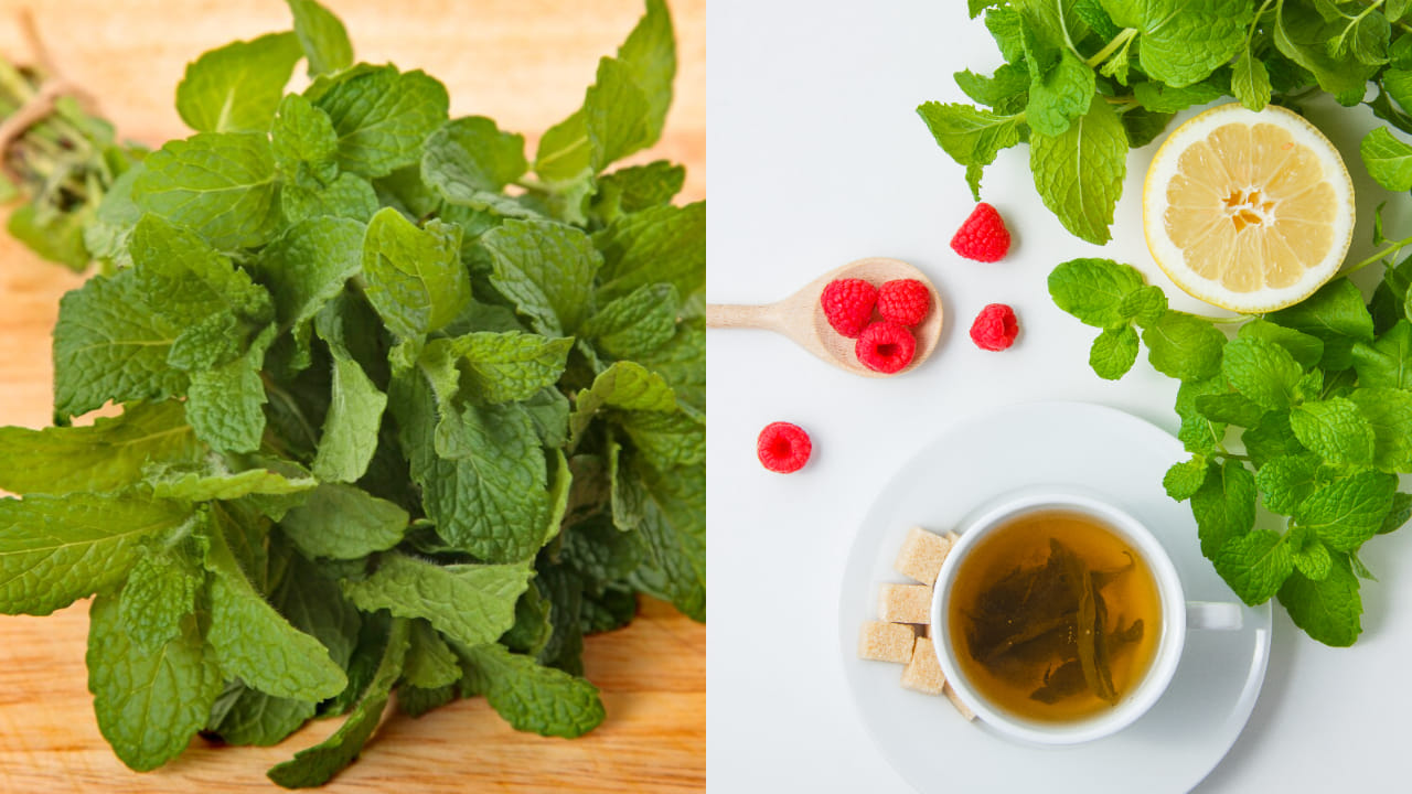 Mink Leaves Benefits In Summer3