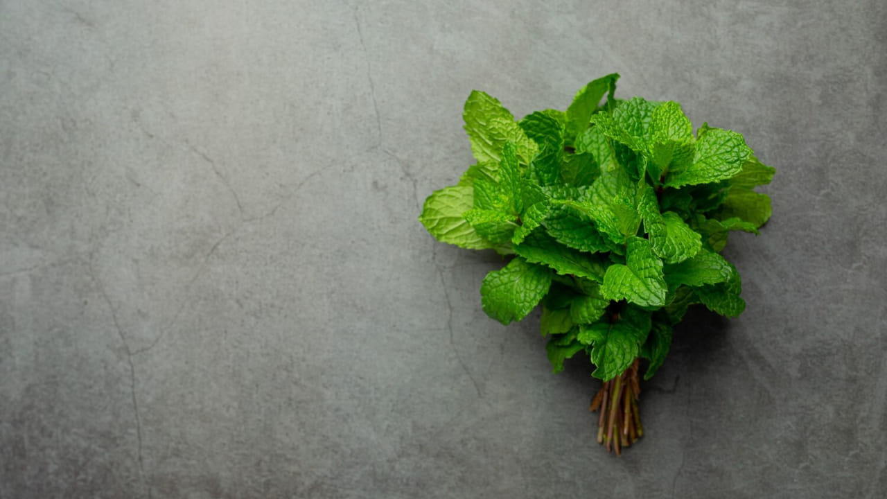 Mink Leaves Benefits In Summer6