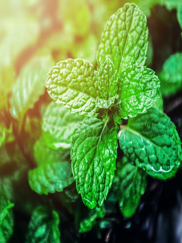 వేసవిలో పుదీనా అమృతంతో సమానం..ఆరోగ్య ప్రయోజనాలు