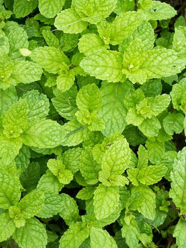 పుదీనా సాగుతో కాసుల వర్షం.. నాణ్యమైన దిగుబడి కోసం