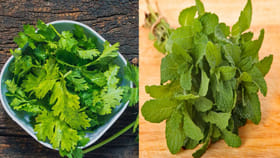 పుదీనా Vs కొత్తిమీర: వేసవిలో కడుపు సమస్యలకు ఏది బెస్ట్..?