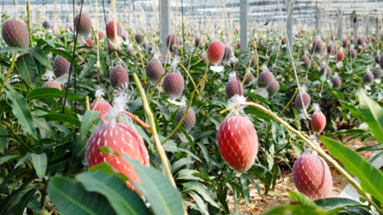 అలాగే వీటిని పండించడం చాలా కష్టమైన పని. జపాన్‌లోని మియాజాకి నగరంలో వీటిని అత్యంత జాగ్రత్తగా పండిస్తారు. ప్రతి పండుకు ఒక నెట్ కట్టి, అది కింద పడకుండా, దెబ్బతినకుండా చూస్తారు.