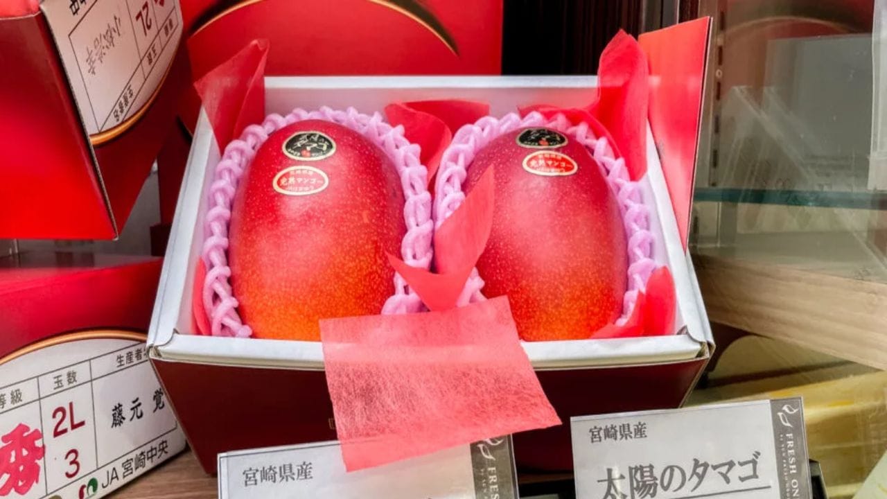 ధర ఎంత ఉంటుంది?: ఇక ఈ పండు ధర విషయానిక వస్తే.. అంతర్జాతీయ మార్కెట్‌లో ఒక కిలో మియాజాకి మామిడి పండ్ల ధర సుమారు రూ. 2.5 లక్షల నుండి రూ. 3 లక్షల వరకు ఉంటుంది. అంటే ఈ ధరకు మన ఒక మంచి సెకండ్ హ్యాండ్ కారు లేదా ఒక లగ్జరీ బైక్‌ను కొనేయవచ్చు.