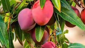 ఇంత కాస్లీ మామిడి పండు ఎప్పడైనా తిన్నారా?