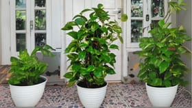 అదృష్టం కాదు.. మనీ ప్లాంట్‌ను ఇంట్లో ఇలా పెట్టారో.. దరిద్రమే!