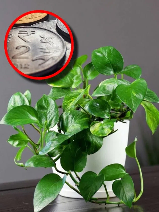 మనీ ప్లాంట్‌ పెంచగానే సరిపోదు.. ఈ దిశలో ఉంచితేనే సిరిసంపదలు!