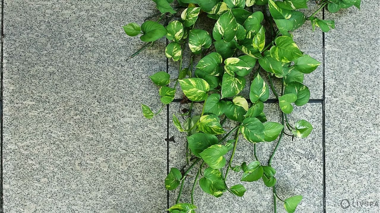 పసుపు ఆకులు: మనీ ప్లాంట్ ఆకులు ఎండిపోతున్నా లేదా పసుపు రంగులోకి మారుతున్నా.. అవి రాబోయే ఆర్థిక సంక్షోభానికి సంతకేతం కావచ్చు. కాబట్టి అటువంటి ఆకులను వెంటనే తొలగించండి. ఎండిన ఆకులు ఇంట్లోని సానుకూల శక్తిని దూరం చేస్తాయి.