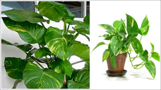 Jasmine Plants: ఇంటి ఆవరణలో మల్లెపూల చెట్టు ఉంటే వాసనకు పాములు వస్తాయా? ఇది నిజమేనా?