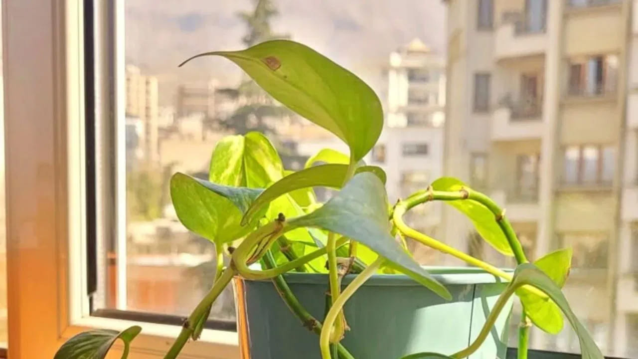 చాలా మంది ప్లాస్టిక్ కుండీలలో మనీ ప్లాంట్ మొక్కను నాటుతుంటారు. కానీ ఇది అస్సలే మంచిది కాదు అని చెబుతున్నారు పండితులు. దీని వలన అనేక సమస్యలు ఎదుర్కోవాల్సి వస్తుందంట. ప్లాస్టిక్ కుండీలలో మనీ ప్లాంట్ మొక్కను నాటడం వలన ఇది సానుకూల శక్తిని తగ్గించడమే కాకుండా ఇంటిలో అనేక సమస్యలకు కారణం అవుతుందంట