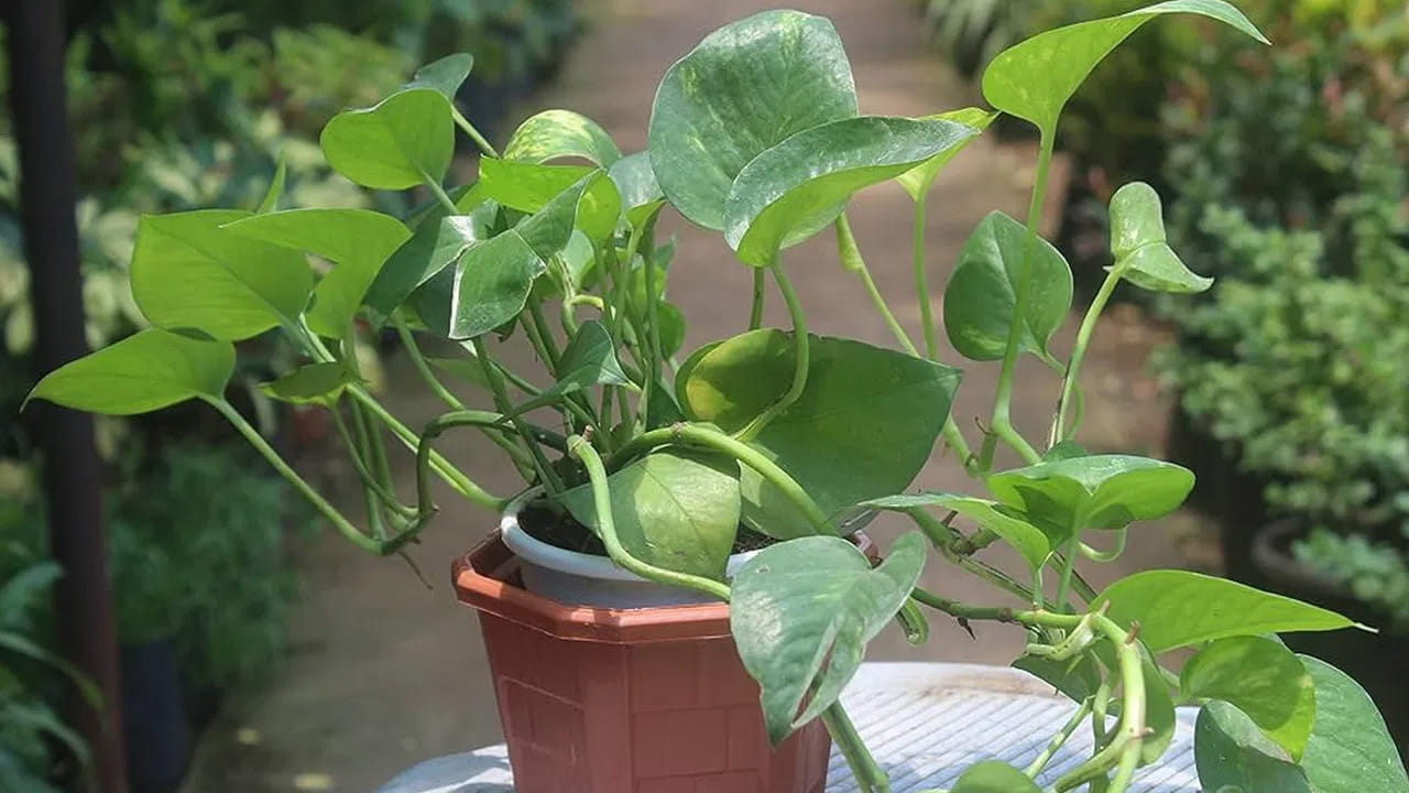 అంతే కాకుండా ఎట్టి పరిస్థితుల్లో దీనిని మురికి పాత్రలలో నాటకూడదు. ఒక వేళ మనీ ప్లాంట్‌ను మురికి పాత్రలలో నాటినట్లు అయితే ఇది అనారోగ్య సమస్యలకు కారణం అవుతుంది. ఏదైనా పని చేసినా అందులో అడ్డంకులు ఏర్పడటం, ఆర్థిక సమస్యలు, కుటుంబంలో సామరస్యం దెబ్బతినడం వంటి ఇబ్బందులు తలెత్తే ఛాన్స్ ఉంది. అందుకే వీటిలో ఎప్పుడూ కూడా మనీ ప్లాంట్ నాటకూడదు.