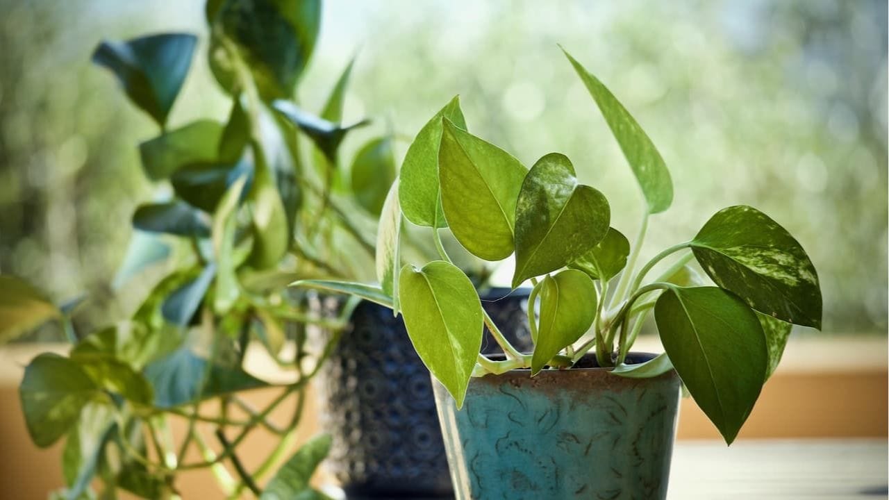 దిశ: మనీ ప్లాంట్ను ఎప్పుడూ ఈశాన్య మూలలో పెట్టకూడదు. వాస్తు ప్రకారం ఈ దిశలో మనీ ప్లాంట్ ఉంటే ప్రతికూల ఫలితాలు వస్తాయి. దీనిని ఎల్లప్పుడూ ఆగ్నేయ దిశలో మాత్రమే ఉంచాలి. ఇది వినాయకుడి దిశ, ఇది అడ్డంకులను తొలగించి శుభాన్ని చేకూరుస్తుంది.