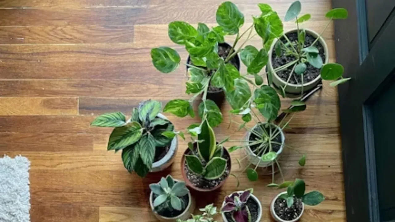 వీలైనంత వరకు మనీ ప్లాంట్ మొక్కను గాజు సీసాలో, మట్టి కుండలో నాటడం చాలా శుభప్రదం. అలాగే దీనిని ఎప్పుడూ కూడా ఇంటి ప్రధాన ద్వారం వద్ద పెంచుకోవాలి. దీని తీగ కూడా ప్రధాన ద్వారం నుంచి కిటికీ వైపుగా పాకేలా ఉండాలి. అప్పుడే అదృష్టం కలిసి వచ్చి, ఇంటిలో సంపద పెరుగుతుంది.