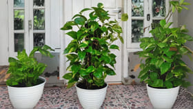 వాస్తు టిప్స్ : మనీ ప్లాంట్ ఇందులో నాటారో.. మీ జీవితం తలకిందులే!