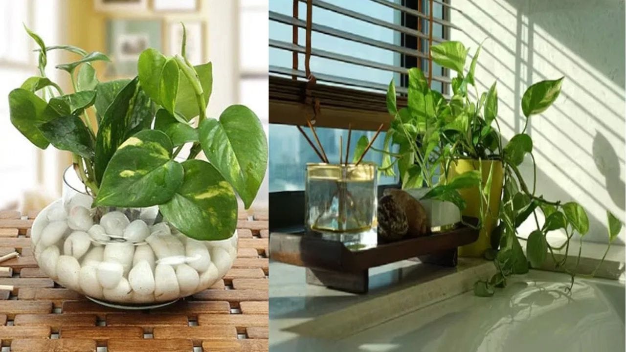 గాజు సీసా లేదా మట్టి కుండ?: వాస్తు ప్రకారం మనీ ప్లాంట్‌ను నీలిరంగు గాజు సీసాలో లేదా మట్టి కుండలో నాటడం అత్యంత శుభప్రదంగా భావిస్తారు. కాబట్టి ఈ మొక్కను ప్లాస్టిక్ డబ్బాలు లేదా మురికి పాత్రలలో ఎప్పుడూ పెంచవద్దు, ఇది మీ ఎదుగుదలకు అడ్డుగా మారవచ్చు.